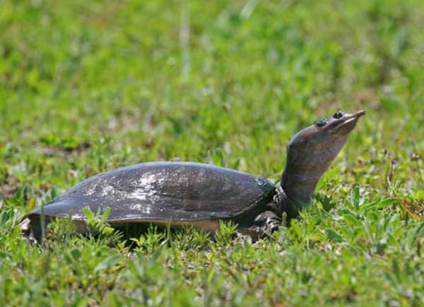 Florida softshell turtle diet