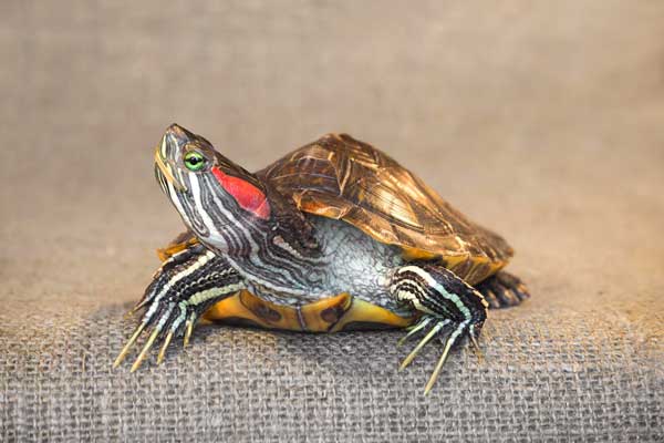 Helpful tips for trimming your red-eared slider nails
