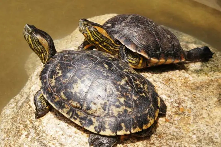 How Do Turtles Pee And Poop? How Often? What Does It Look Like?