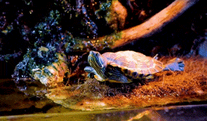 How Do You Extend Your Red-Eared Slider’s Lifespan