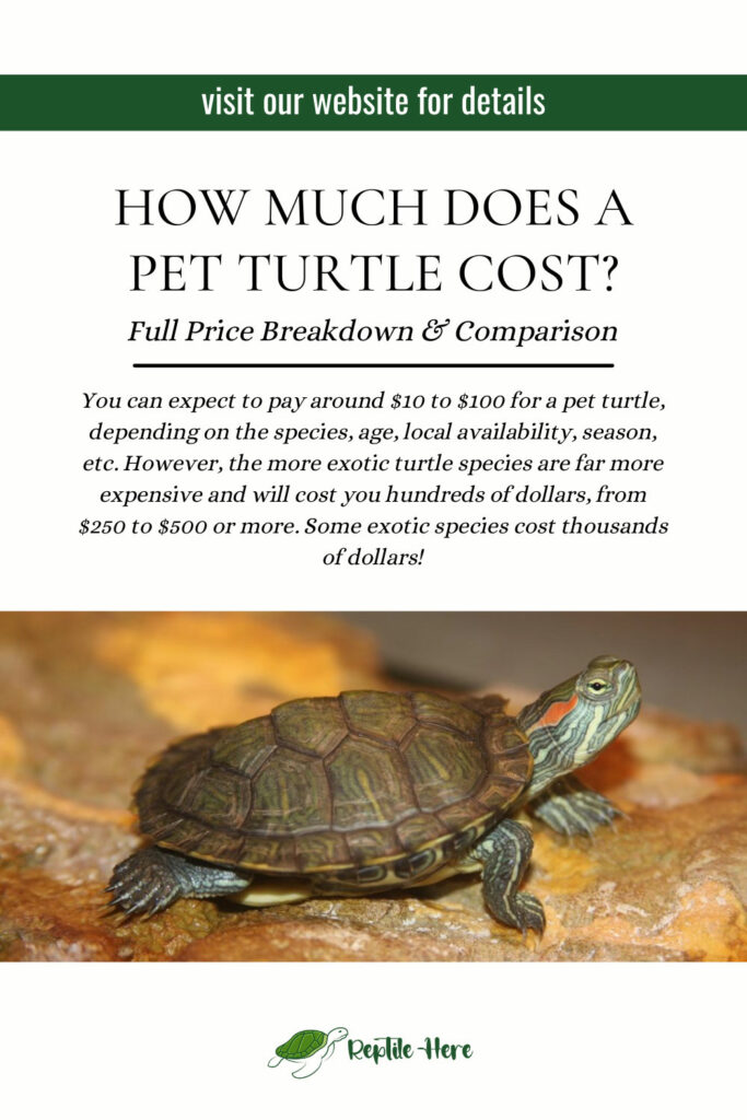 How Much Does A Pet Turtle Cost