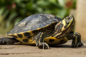 How Much Does A Pet Turtle Cost? (full Price Breakdown & Comparison)