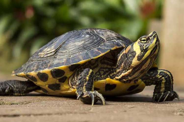 How Much Does A Pet Turtle Cost? (Full Price Breakdown & Comparison)