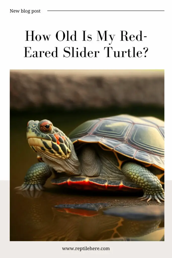 How Old Is My Red-Eared Slider Turtle