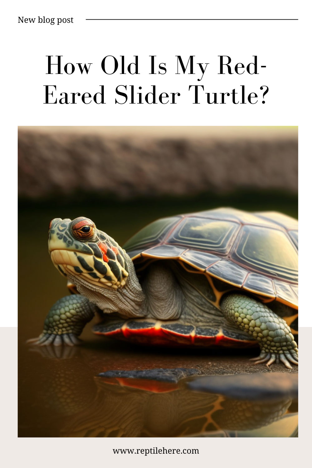 How Old Is My Red-Eared Slider Turtle?