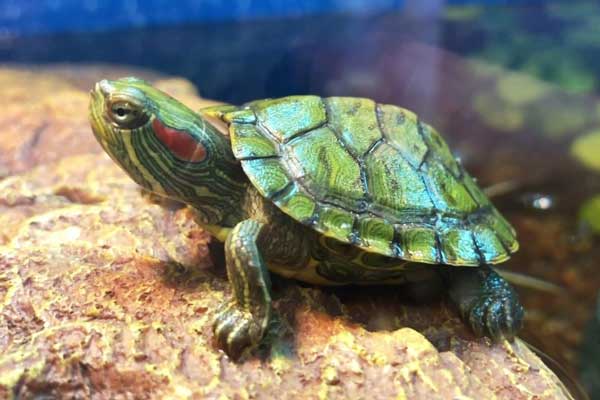How to care for baby red-eared slider turtles