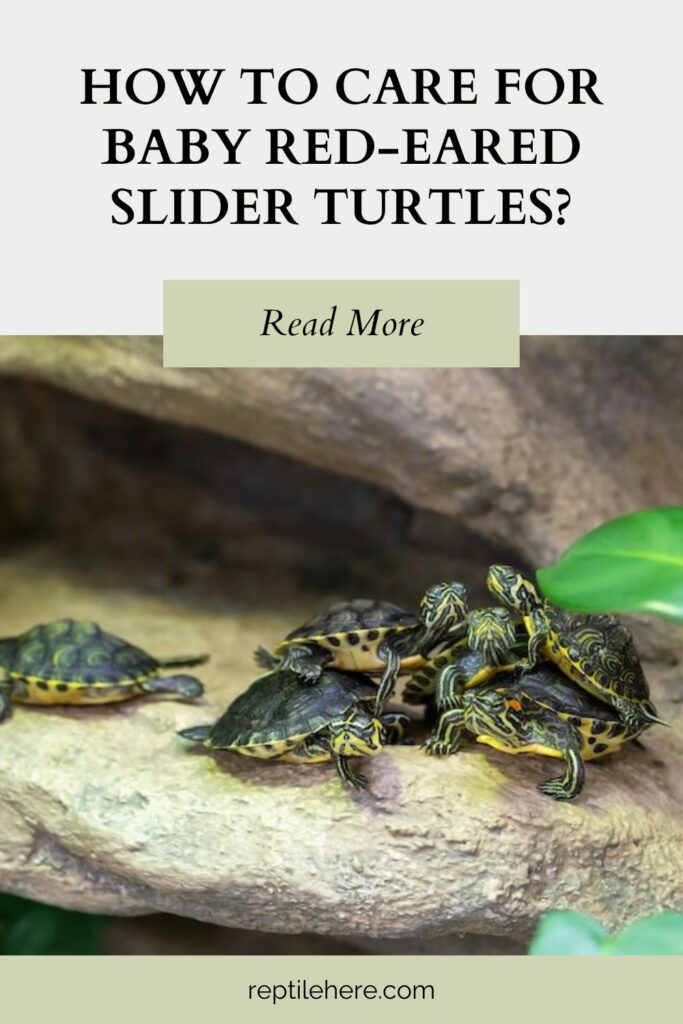 How To Care For Baby Red-Eared Slider Turtles