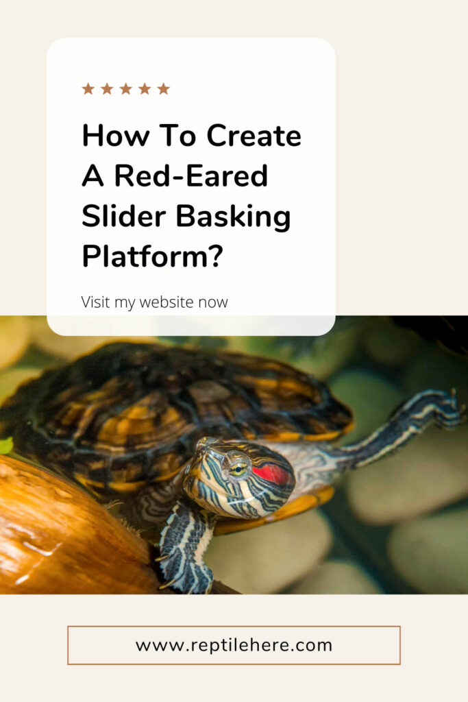 How To Create A Red-Eared Slider Basking Platform