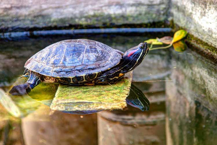 How To Create A Red-Eared Slider Basking Platform