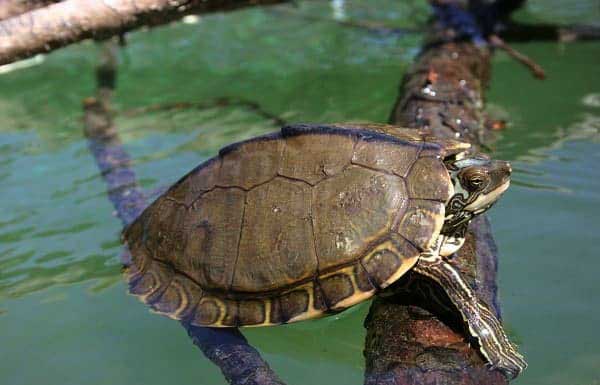 How To Set Up A Map Turtle Tank