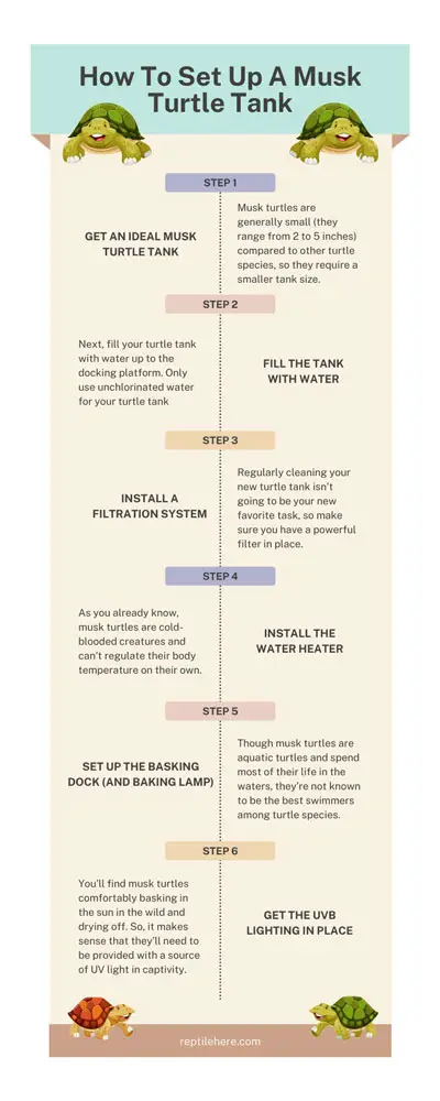 How To Set Up A Musk Turtle Tank