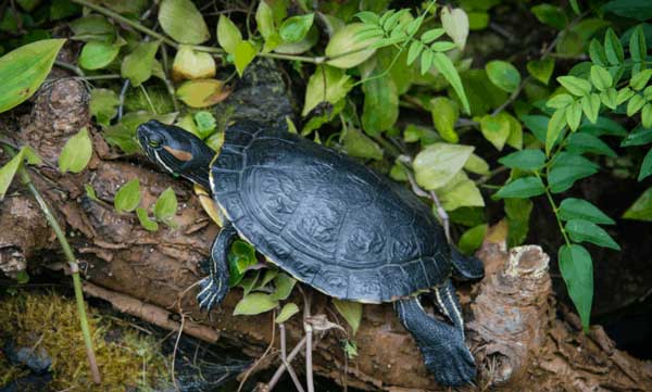 How To Stop Turtles From Eating Plants