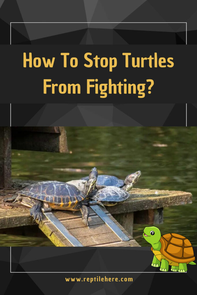 How To Stop Turtles From Fighting