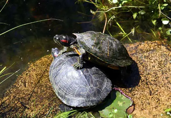 How to Stop Turtles from Fighting