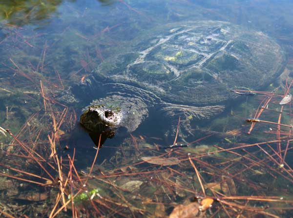 How To Swim Safely In Pond With Snapping Turtles