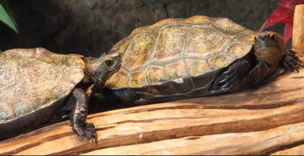 How To Take Care Of A Japanese Pond Turtle