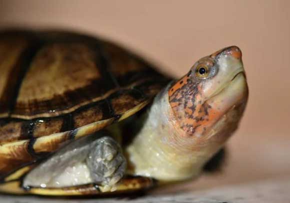 How To Take Care Of A White Lipped Mud Turtle
