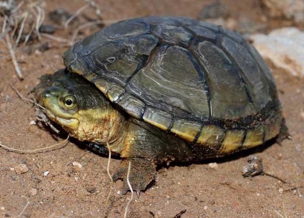 How To Take Care Of A Yellow Mud Turtle