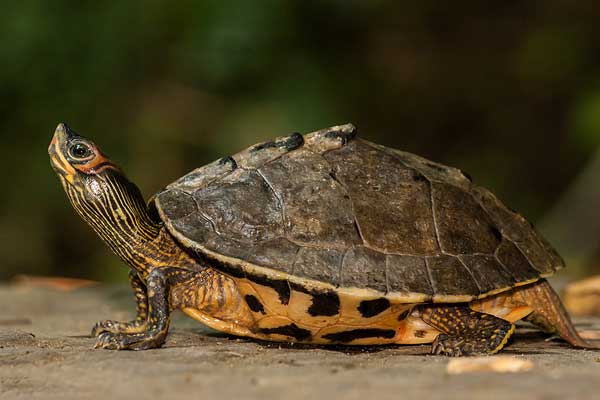 Everything You Need To Know About Indian Tent Turtle Care