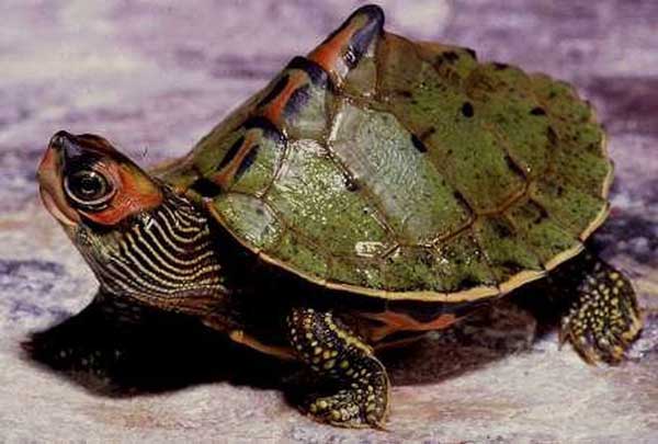 How To Take Care Of Breeding Indian Tent Turtle