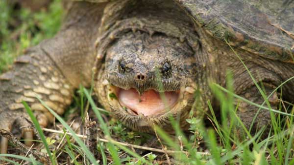 How To Treat The Wound Of Snapping Turtles Bite