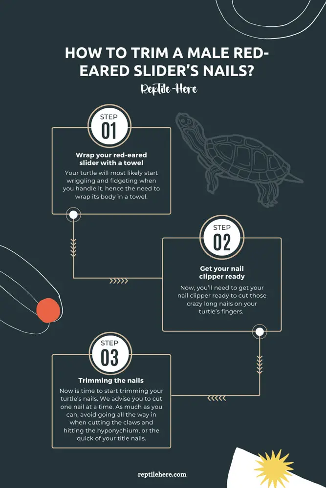 How To Trim A Male Red-Eared Slider’s Nails