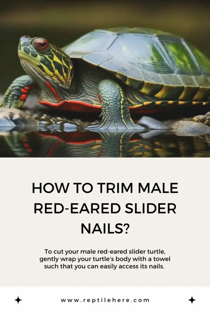 How To Trim Male Red-Eared Slider Nails