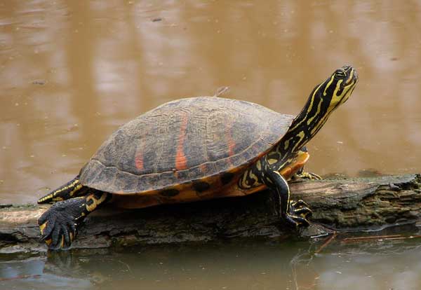 How big do Florida red bellied turtles get