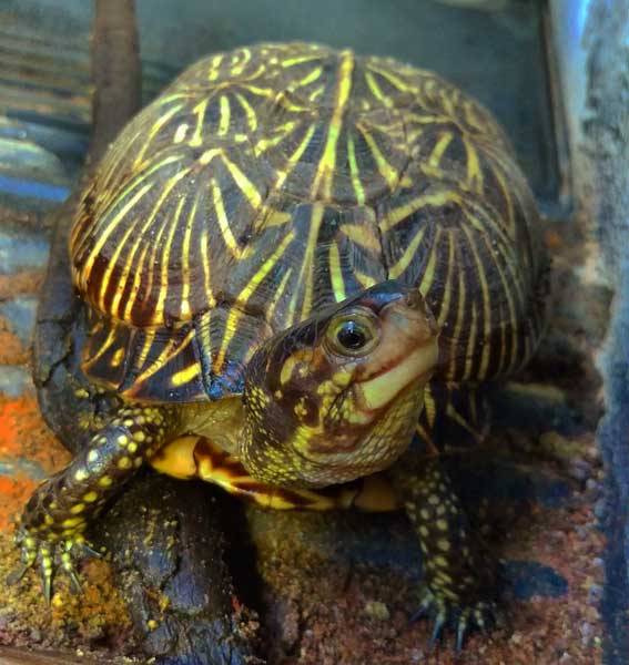 How big does a Florida box turtle get