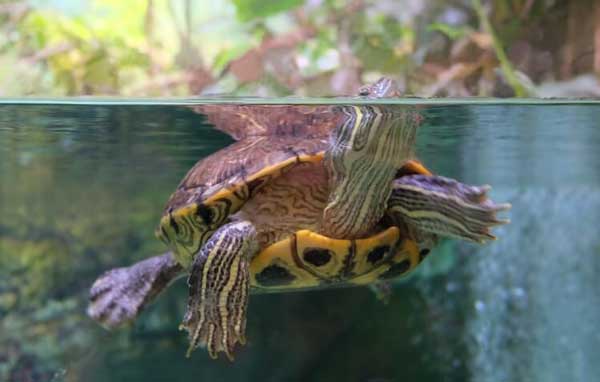 How deep should the water be for a yellow belly slider