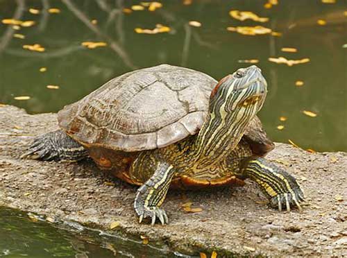 How do you extend your red-eared slider's lifespan