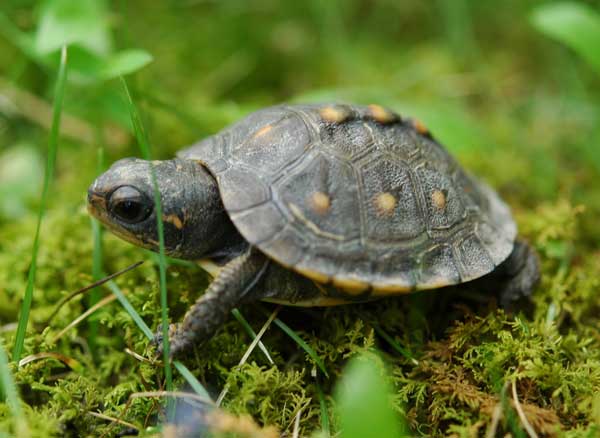 How do you identify a baby turtle