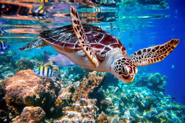 How do you identify sea turtles