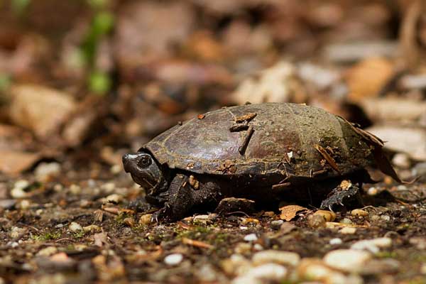 How do you introduce your musk turtle to its new tank