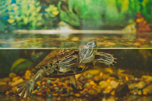 How do you know if your red-eared slider is dying