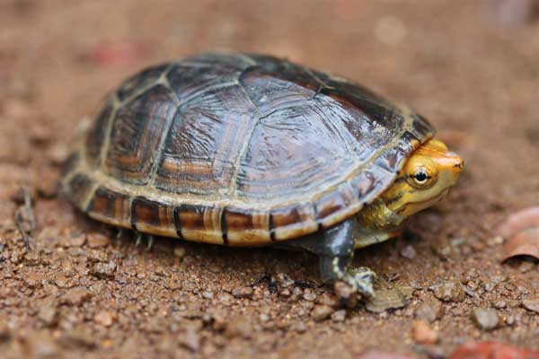 Mud Turtle Habitat: How to Setup an Indoor Enclosure?