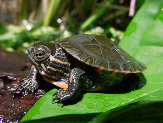 How do you set up a tank for a baby painted turtle