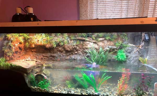 How do you set up an African Sideneck turtle tank