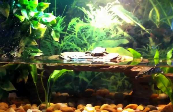 How do you set up yellow-bellied slider baby tank