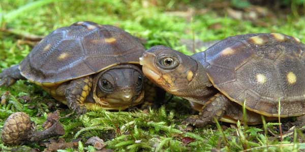 How do you tell if your turtle is male or female