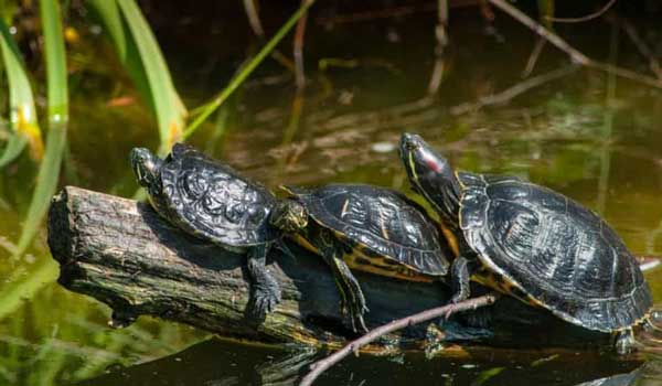 How fast do red-eared sliders grow