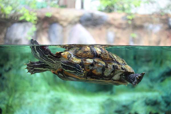 How long can a red-eared slider live without food