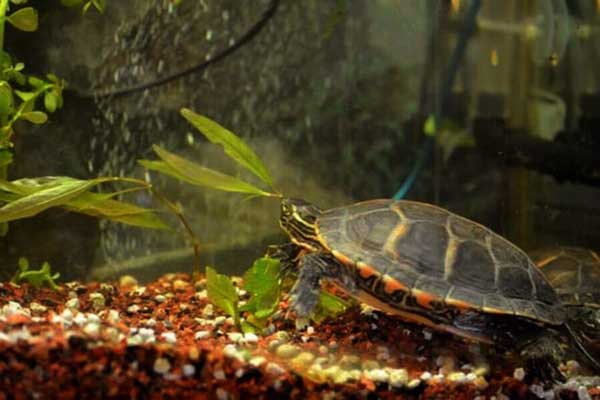 How long do painted turtles live in a tank