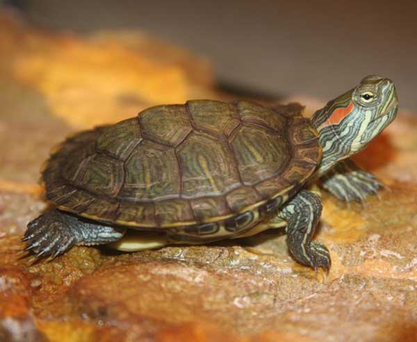 How long do red-eared slider turtles live