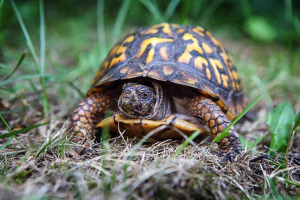 How much does a box turtle cost