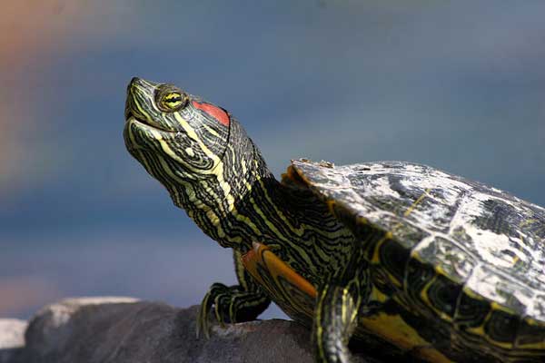 How often do turtles pee and poop