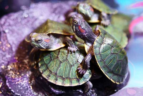 How often should I feed my baby red-eared slider