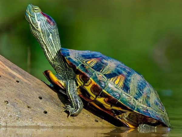How often to feed a red-eared slider