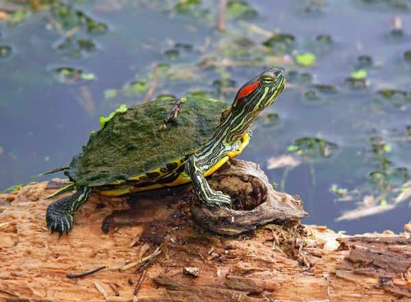 How old is your red-eared slider turtle