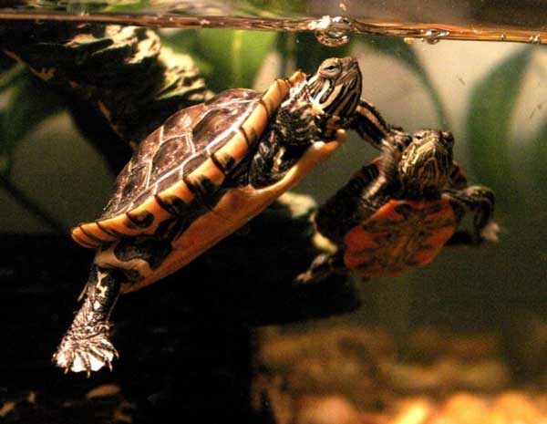 How to introduce your painted turtle into its new tank